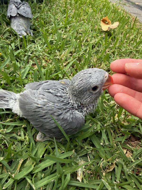 Baby Indian Ringnecks