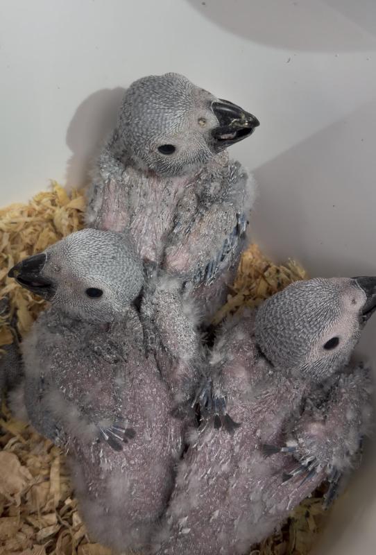 African Grey babies