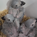 African Grey babies