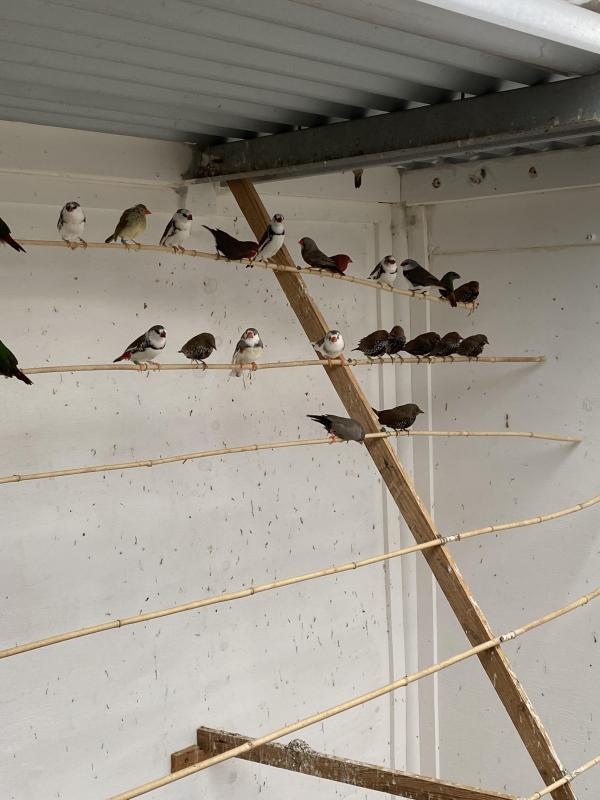 Pied diamond firetails