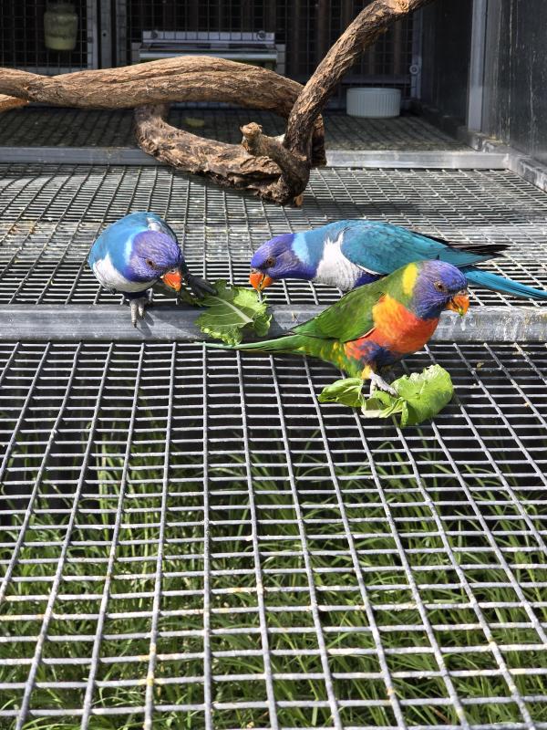 Blue series Rainbows