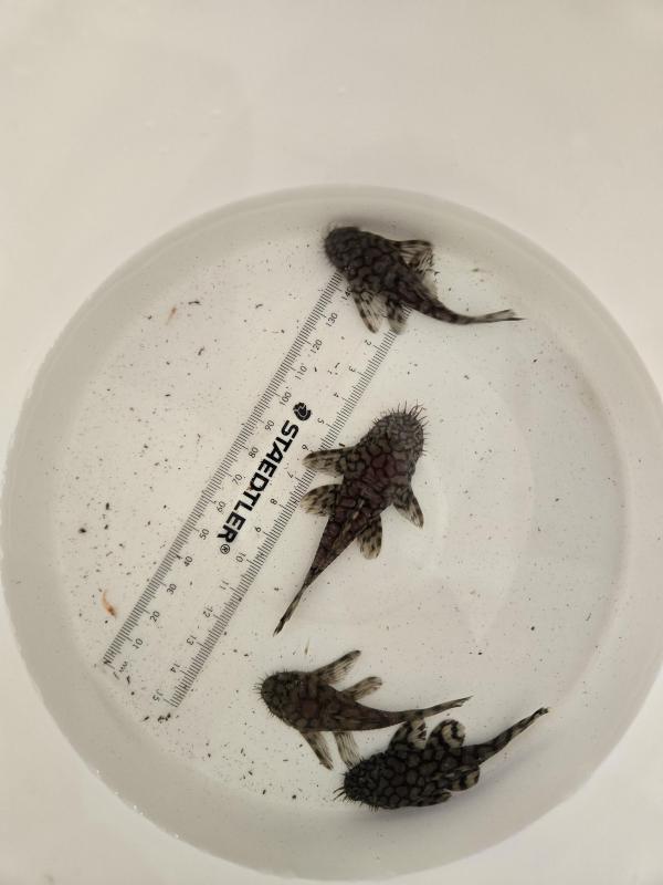 L519 HONEYCOMB PLECO