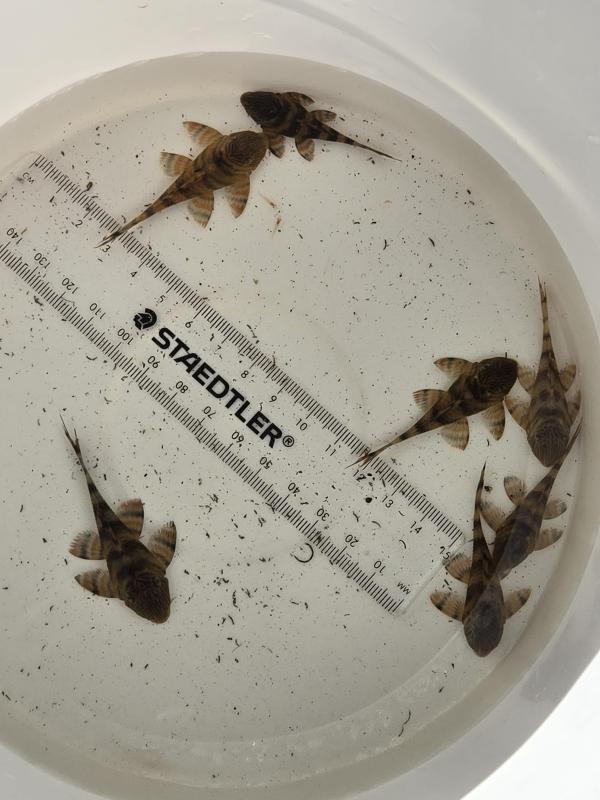 L397 RED TIGER PLECO