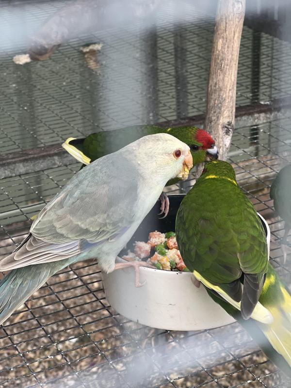 Fallow Blue Kakarikis