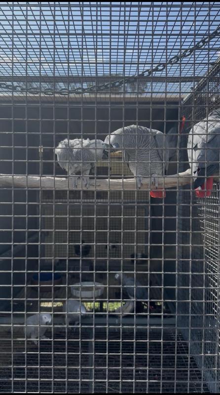 African Grey mature bonded pair