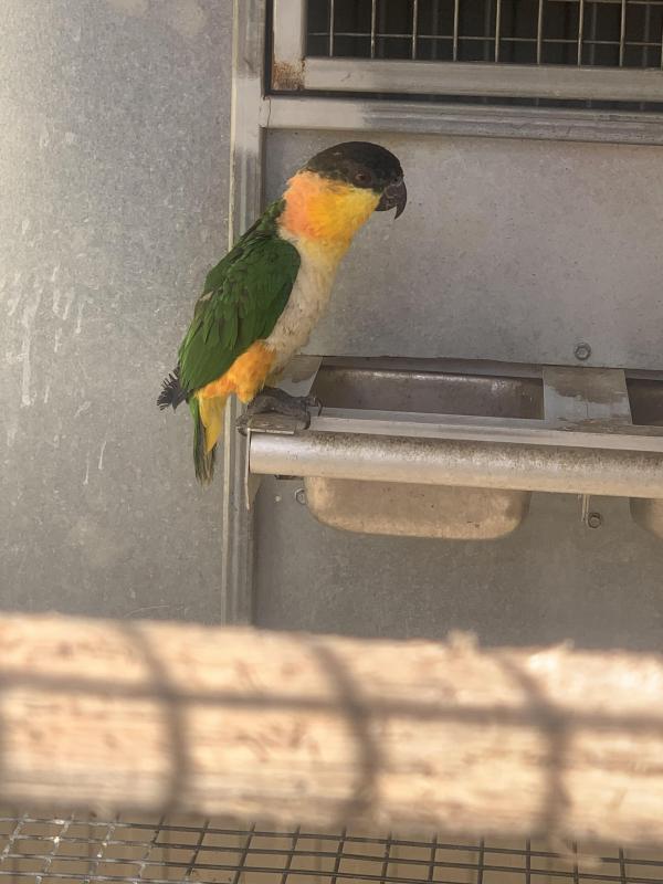 Black headed caique