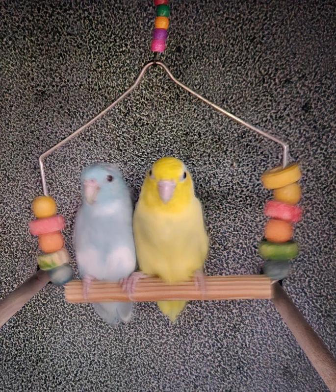 Pied Parrotlet breeding pair