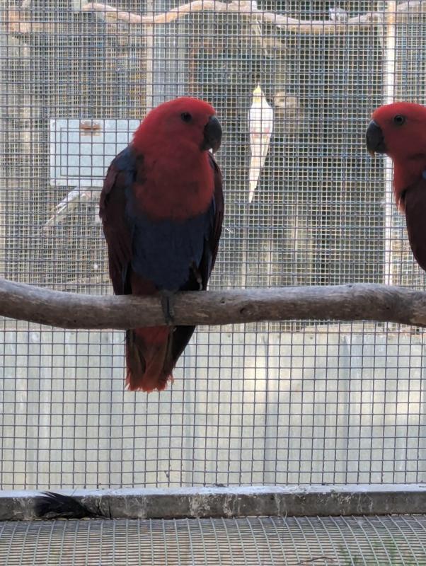 Eclectus hen parent reared