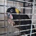 Yellow tail black cockatoo