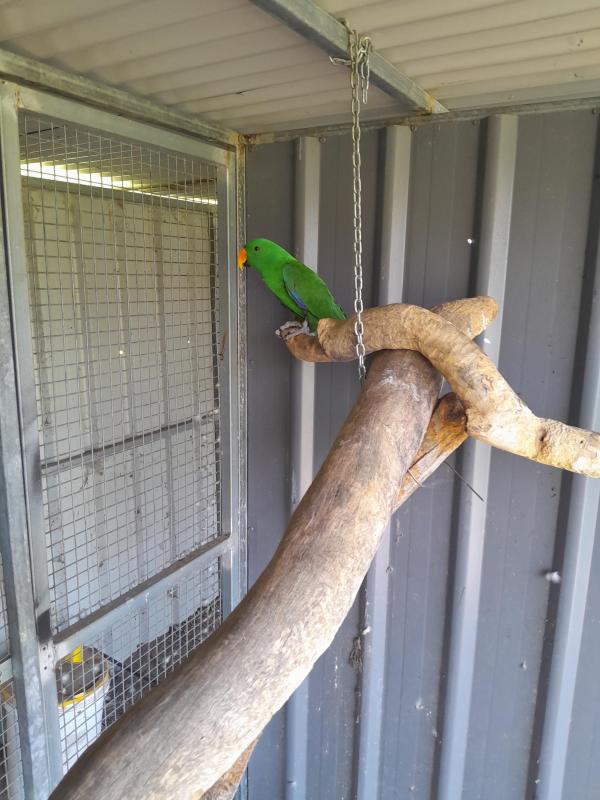 Ecelectus cock bird 400