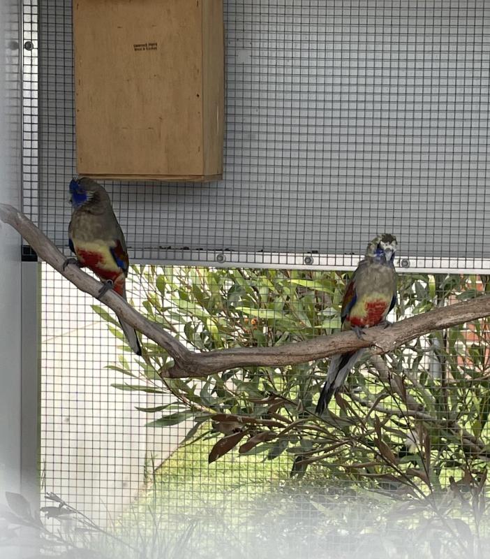 Red Vented Blue Bonnet pair