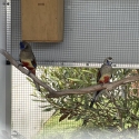 Red Vented Blue Bonnet pair