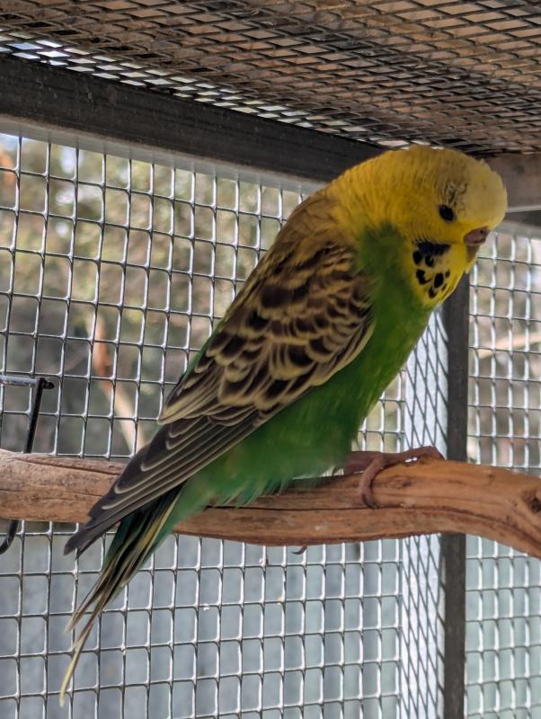 Saddleback budgies