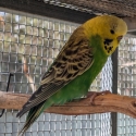 Saddleback budgies