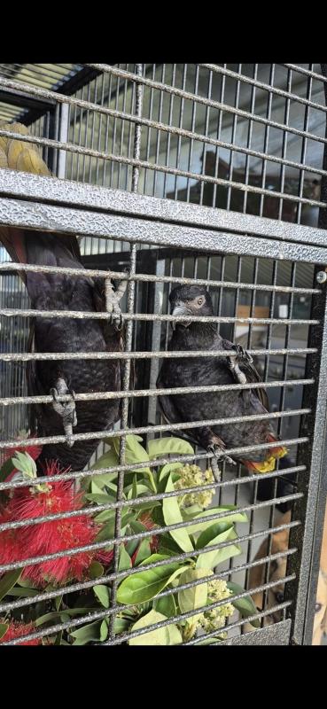 Black lory pair Well bonded