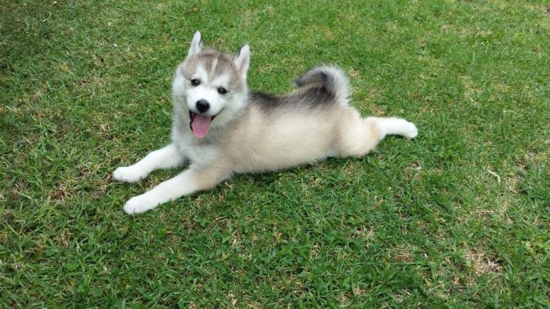 siberian husky