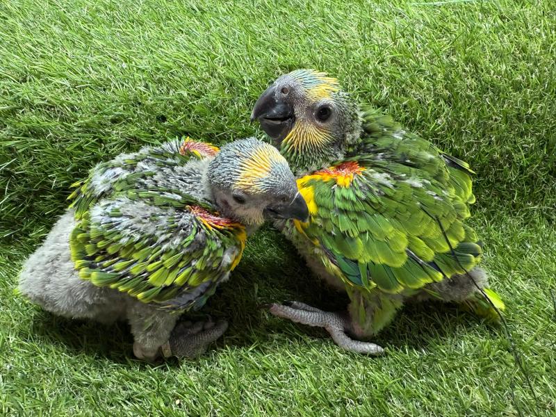 Handraised blue fronted amazons