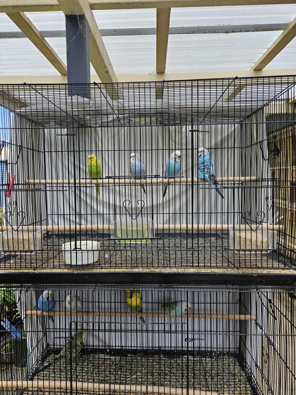 Adult budgies for sale