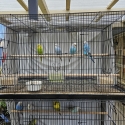 Adult budgies for sale