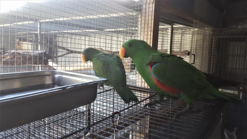 Eckys hahns macaws Alexandrine pairs  and babys
