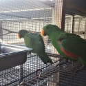 Eckys hahns macaws Alexandrine pairs  and babys