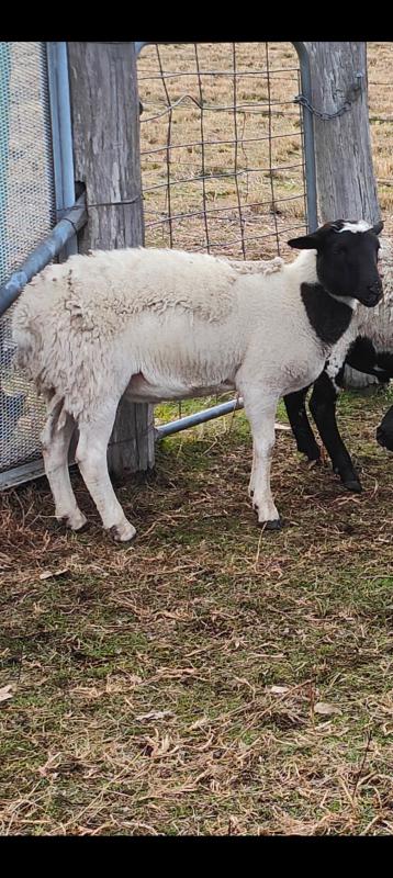 Dorper Wethers