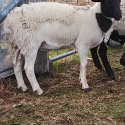 Dorper Wethers