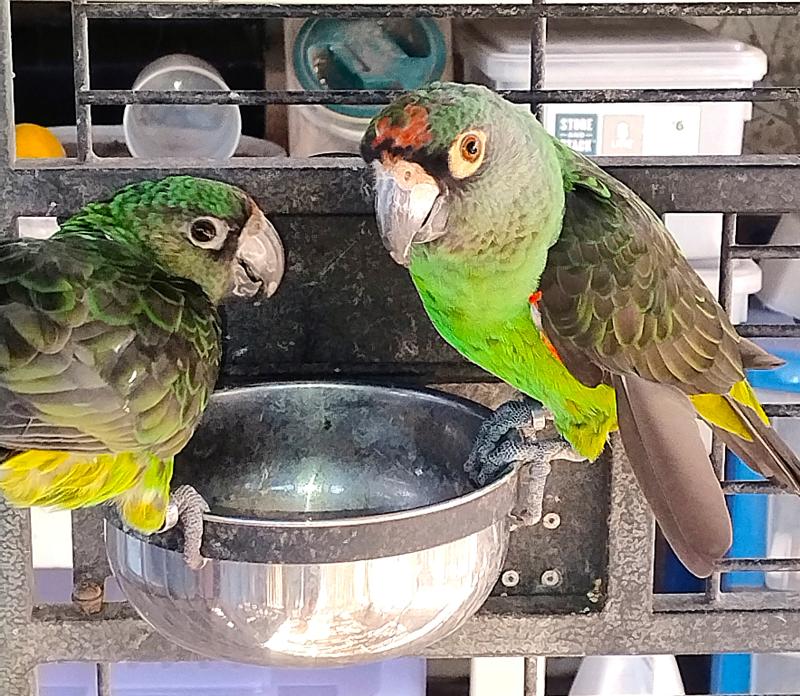 African Black-winged Jardines, Pair