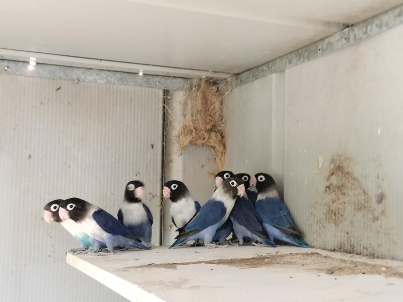 Masked Lovebird Breeding Colonies - Sold Pending Pickup