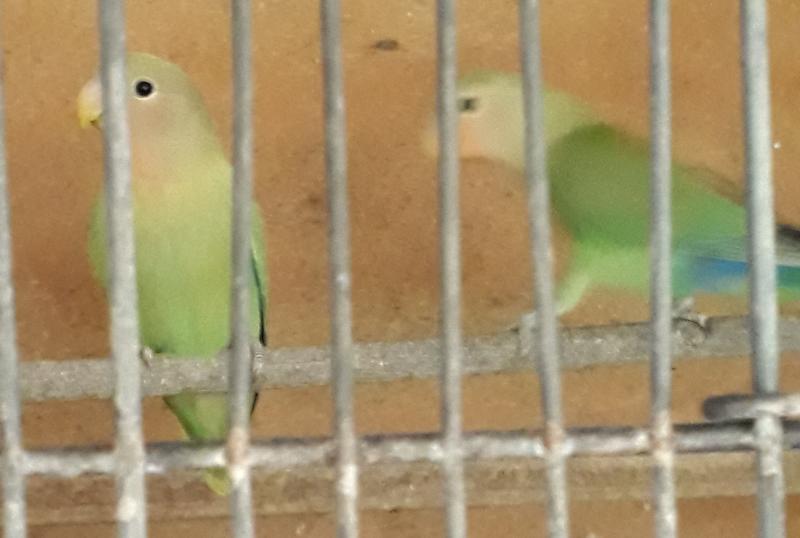 Bonded nest sexed pair Peach face