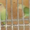 Bonded nest sexed pair Peach face