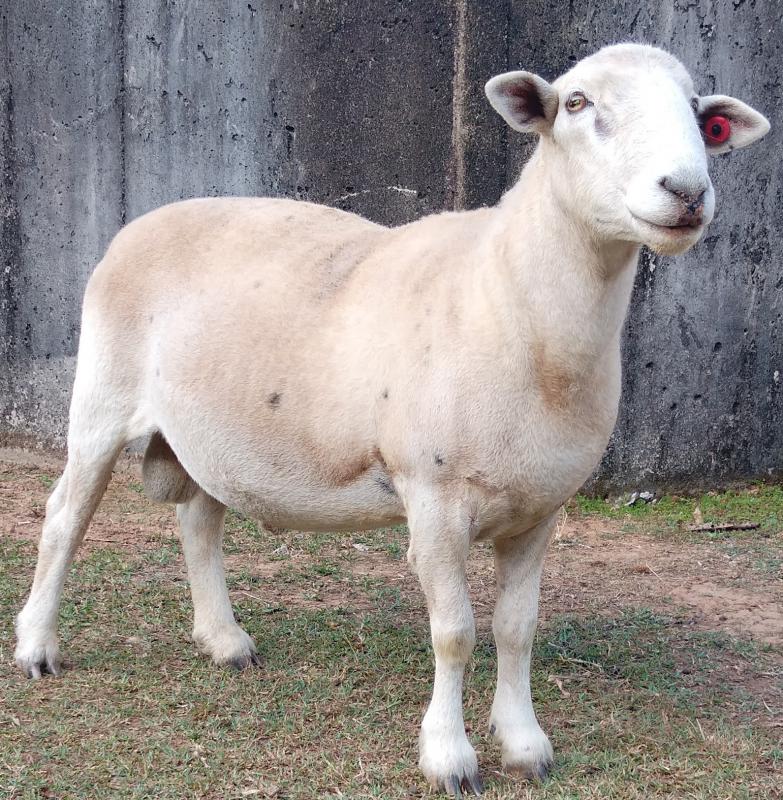 Ram Wiltipol purebred.