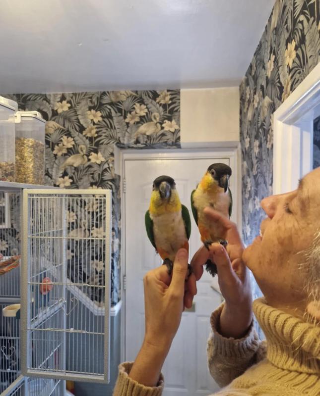 2 baby ciaques available