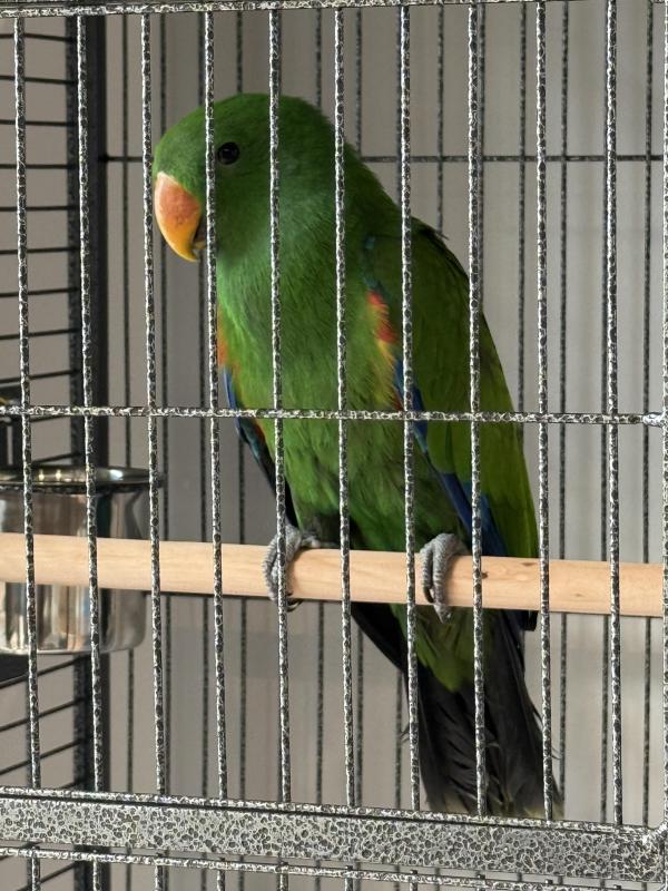 Baby male Eclectus