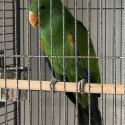 Baby male Eclectus