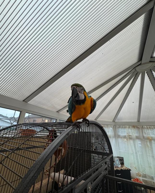 A big beautiful blue and gold macaw parrot