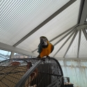 A big beautiful blue and gold macaw parrot