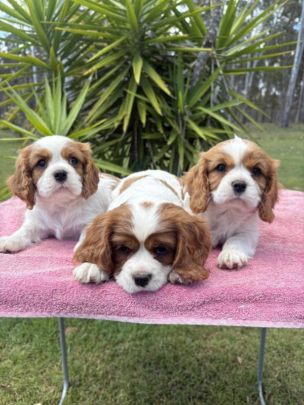 Cavalier King Charles Spaniels (Pure Breed)