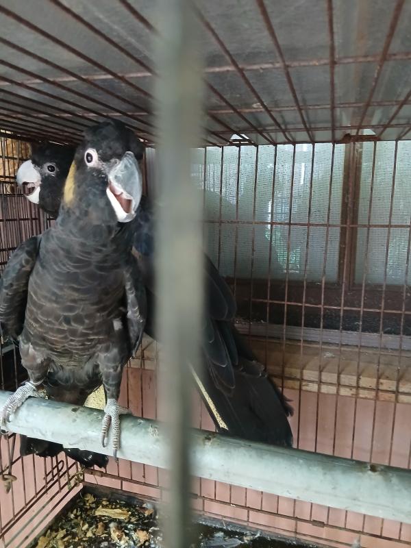 Yellow tail black cockies, breeding pair
