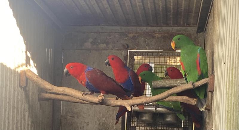 Eclectus pairs