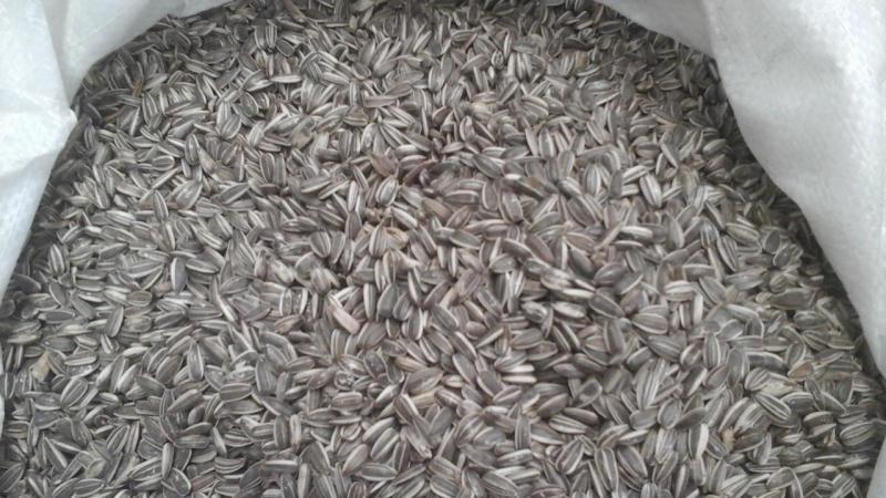 FTC SEEDS SYDNEY Seed Run 8th / 9th November 2025