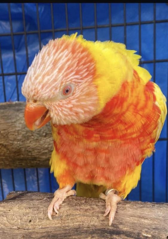 Male lutino Lorikeet