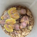 Ringneck Babies for Rearing