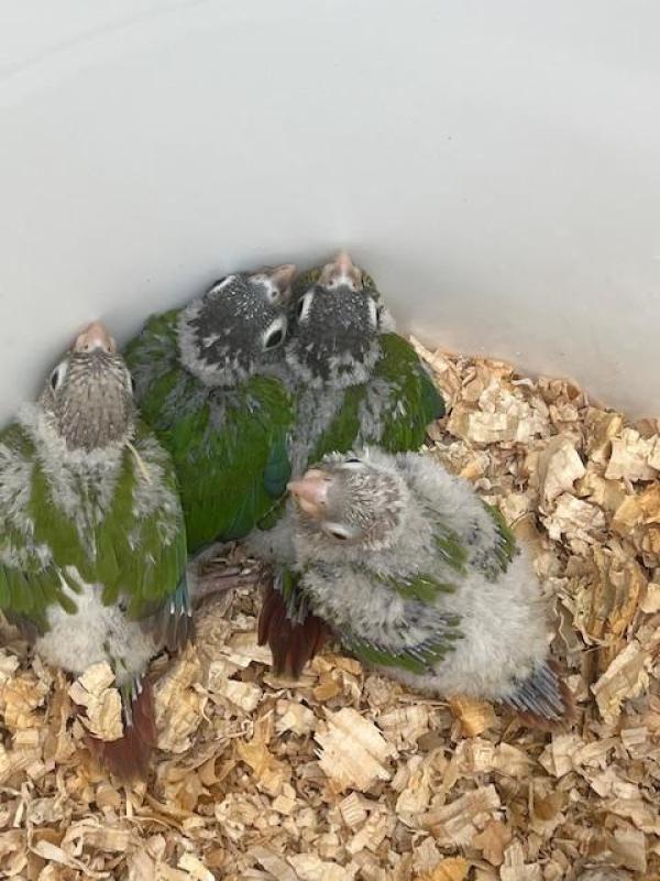 Greencheek conures for rearing