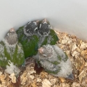 Greencheek conures for rearing
