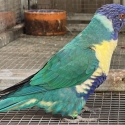 Split Par blue male mature breeder