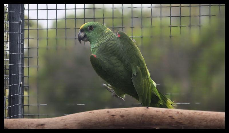 Yellow Naped Amazon