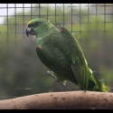 Yellow Naped Amazon