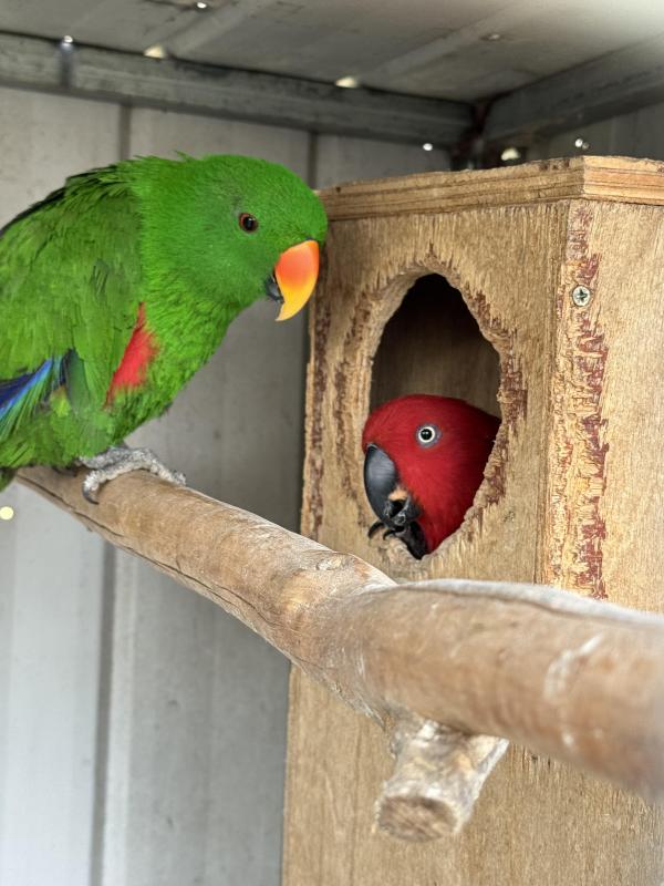 Eclectus birds