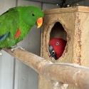 Eclectus birds